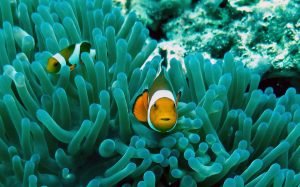 Photograph of a fish in corals